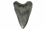 Fossil Megalodon Tooth - South Carolina #190212-1